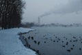 Ducks in winter in river near the shore. water ducks Royalty Free Stock Photo