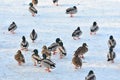 Ducks in winter season Royalty Free Stock Photo