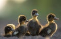 Ducklings flock in wetlands or wildlife reserves in Pakistan