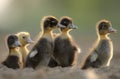 Ducklings flock in wetlands or wildlife reserves in Pakistan