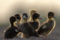 Ducklings flock in wetlands or wildlife reserves in Pakistan