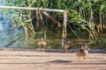 Ducks on a wooden board by apond Royalty Free Stock Photo