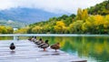 Ducks on wooden pier or jetty relaxing and chilling on beautiful autumn landscape in a big lake Royalty Free Stock Photo