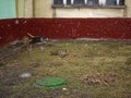 Ducks in the yard of a house in the spring