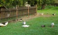 Ducks on the yard
