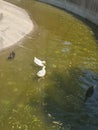 Ducks at the Zoo on a hot day next to some water