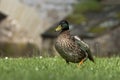 Duckwalking on grass Royalty Free Stock Photo