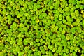 Duckweed