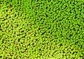 Duckweed