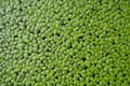 Green Duckweed texture for wallpaper and background close up shot. Abstract background. Texture background. Macro photography. Royalty Free Stock Photo