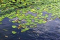 Duckweed Royalty Free Stock Photo