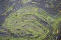 Duckweed abstrackt with yellow leaves and blue water