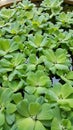 Duckweed, aqua plants.