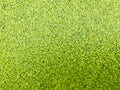 Duckweed as a future food