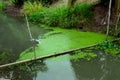 Duckweed as well as food & agricultural values, duck weeds is used for wastewater treatment to capture toxins & odor control.