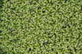 Duckweed background Royalty Free Stock Photo