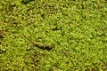 Duckweed Background Royalty Free Stock Photo