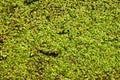 Duckweed Background