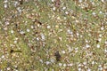 Duckweed with cherry blossom petals laying on top. Background.