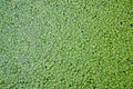 Duckweed covered on the water surface for background