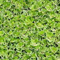 Duckweed covered on the water surface