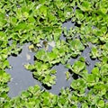 Duckweed covered on the water surface