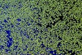 Duckweed covers the summer pond