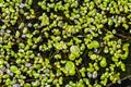 Duckweed - Cultivation of duckweed. Lemna trisulca Royalty Free Stock Photo