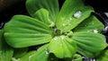 Magnified view of water droplets on the leaves of duckweed floating on the water surface.