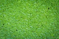 Duckweed flowering plants floats in water tanks