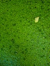 duckweed flowering plants floats in water tanks under sunshine through leaf of tree Royalty Free Stock Photo