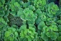Duckweed green color nature plant background