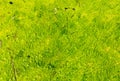 Duckweed green on dirty lake - background