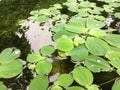 Duckweed. Green Duckweed natural background on water.