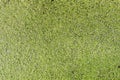 Duckweed, Green leaf Duckweed Background, Duckweed is a floating plant on the surface