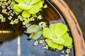 Duckweed. Green Duckweed natural background on water