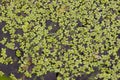 Duckweed