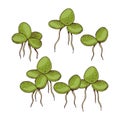 Duckweed hand drawn vector illustration Royalty Free Stock Photo