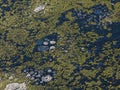 duckweed and ice in a frozen pool