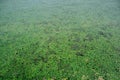 Duckweed on Lake Tisza Royalty Free Stock Photo