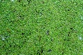 Duckweed lemna