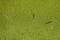 Duckweed, Lemna minor