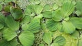 Duckweed/Lemna minor