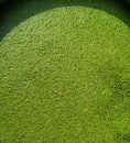 Duckweed, Lemna minor L., LEMNACEAE green leaves small plants floating on the water Royalty Free Stock Photo