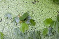 Duckweed or Lemna minor and water poppy in the pond.