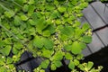 Duckweed lemna minor waterplant top view