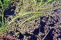 Duckweed in marsh