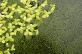 Duckweed natural abstract background