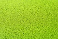 Duckweed, Natural Green Duckweed on The water