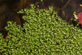 Duckweed, Natural Green Duckweed on The water for background or texture